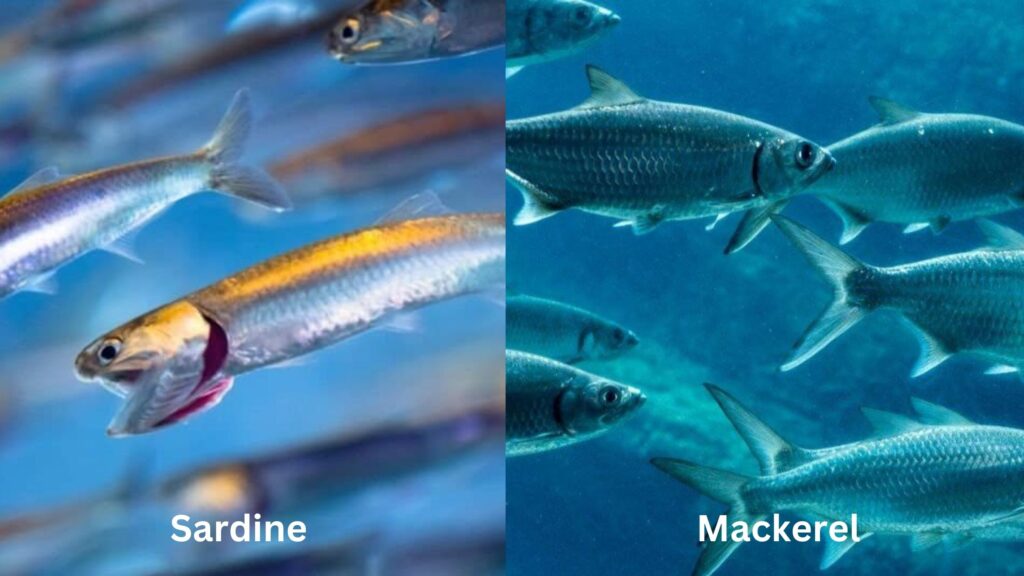 Sardines and Mackerel